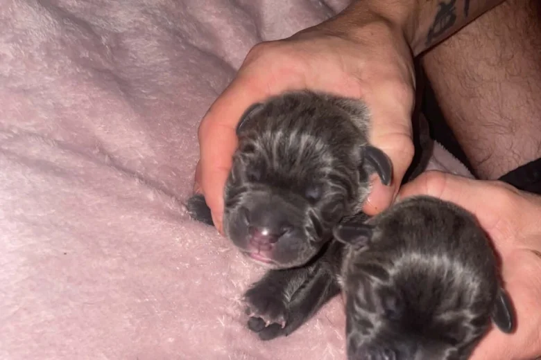 Cane Corso