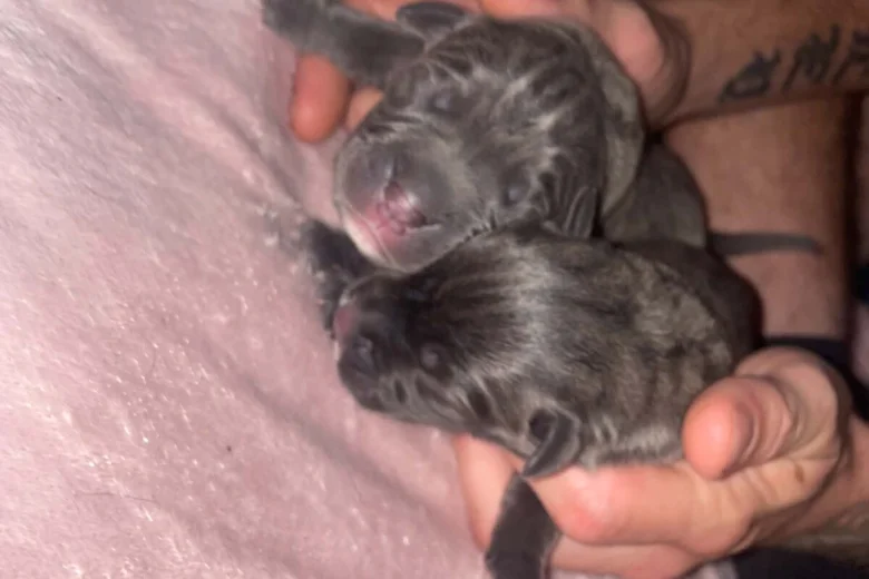 Cane Corso