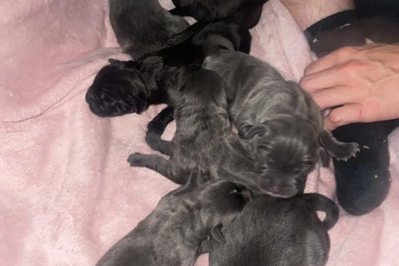 Cane Corso