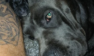 Cane Corso