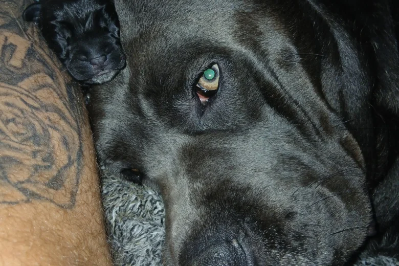 Cane Corso