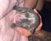 Cane Corso