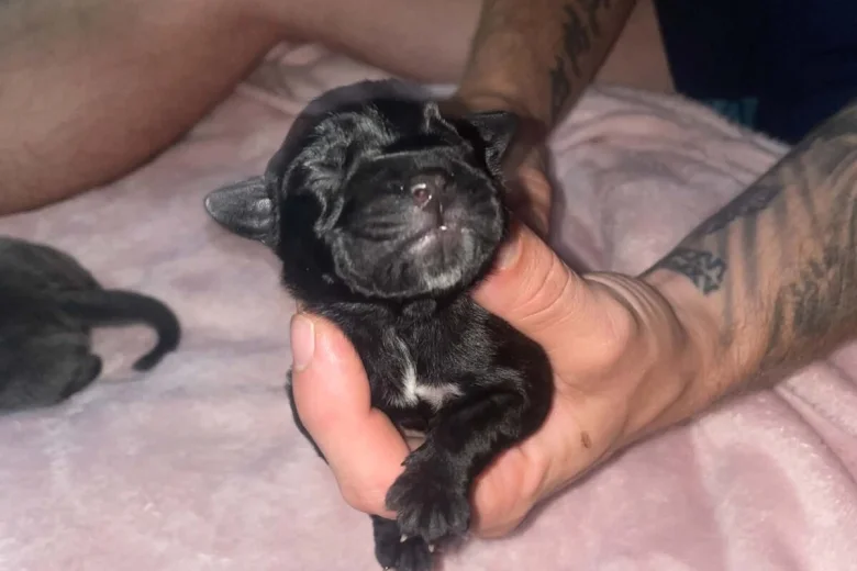 Cane Corso