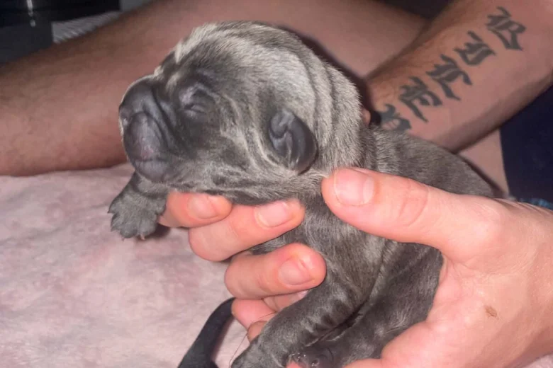 Cane Corso