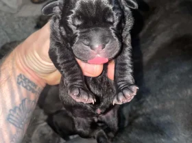 Cane Corso