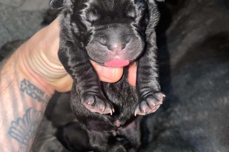 Cane Corso