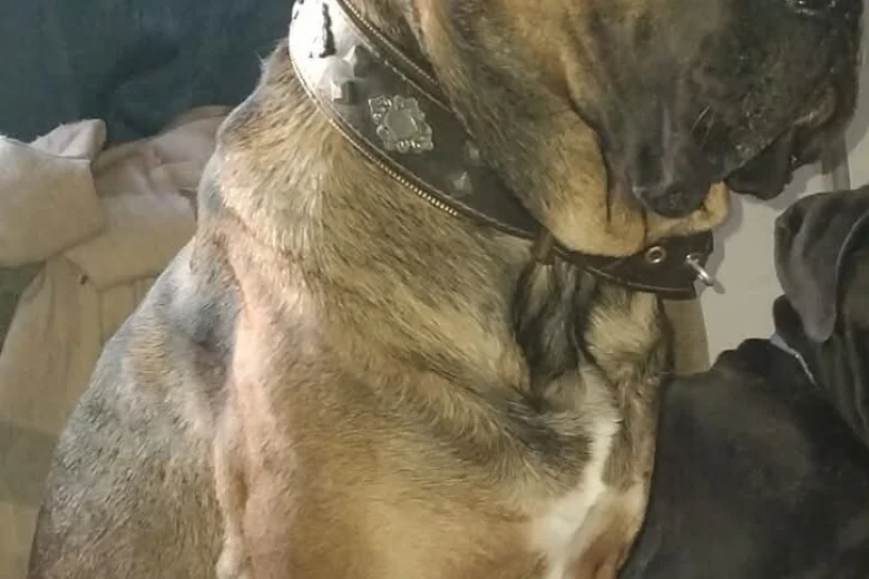 Cane Corso