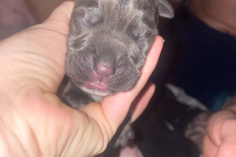 Cane Corso