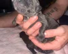 Cane Corso