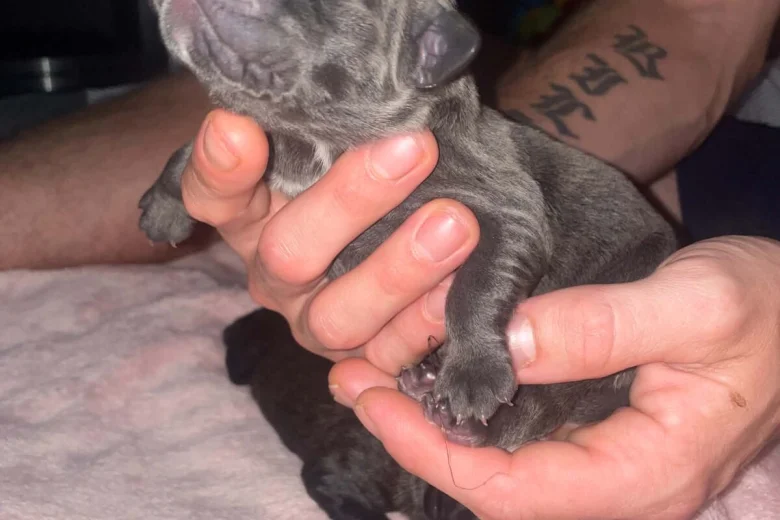 Cane Corso