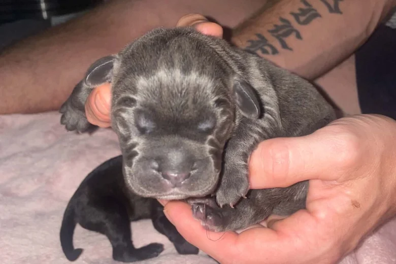 Cane Corso