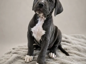 Cane Corso