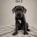 Cane Corso