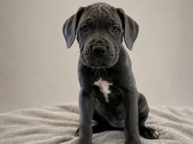 Cane Corso