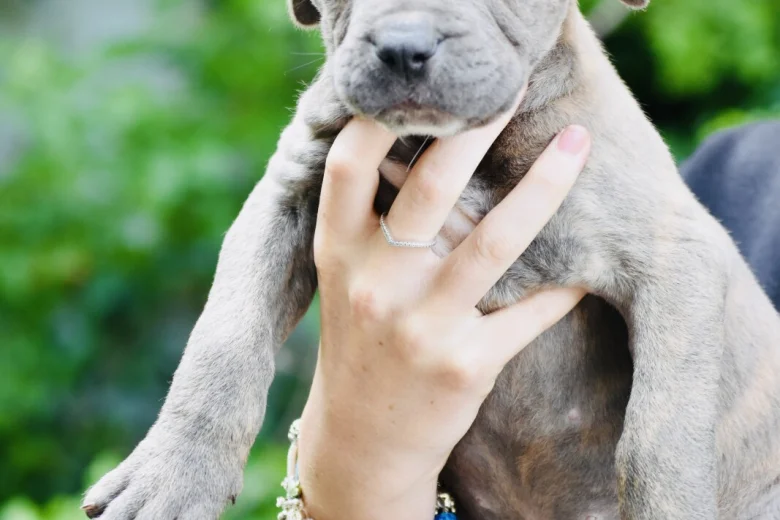 Cane Corso