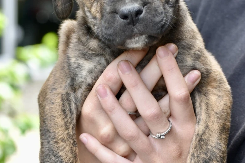 Cane Corso