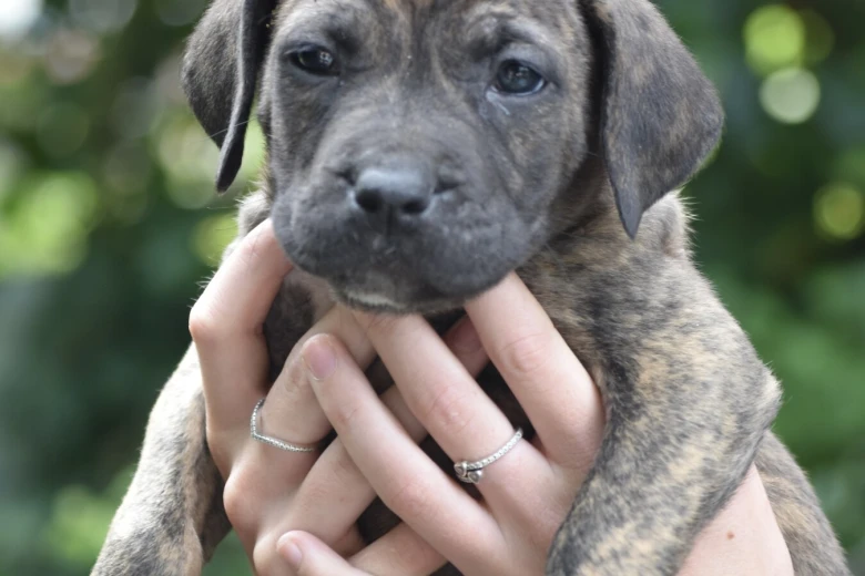 Cane Corso