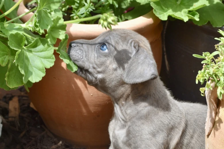 Cane Corso