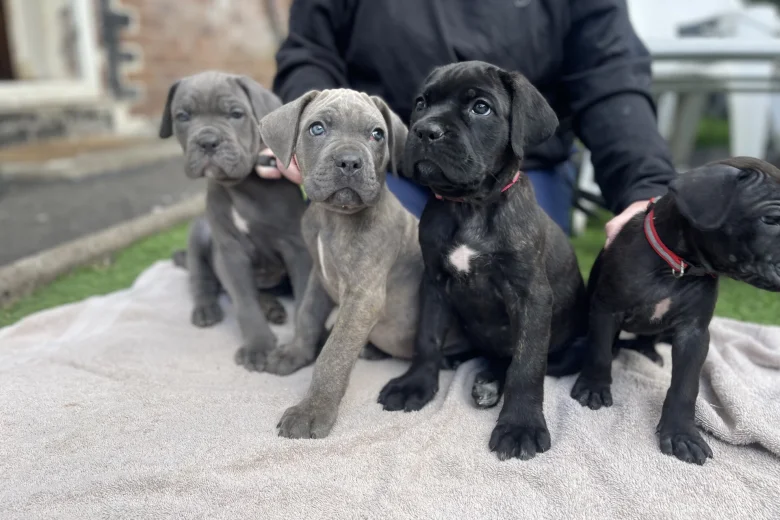 Cane Corso