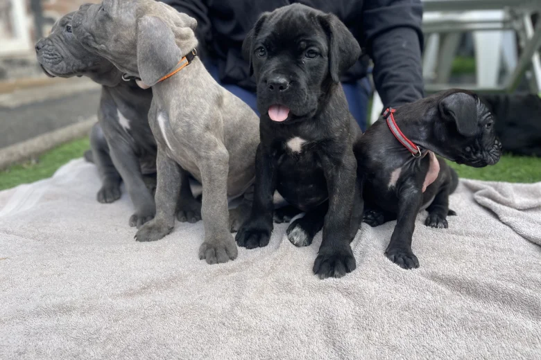Cane Corso