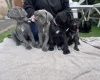 Cane Corso