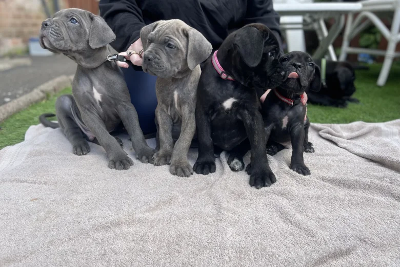 Cane Corso