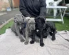 Cane Corso