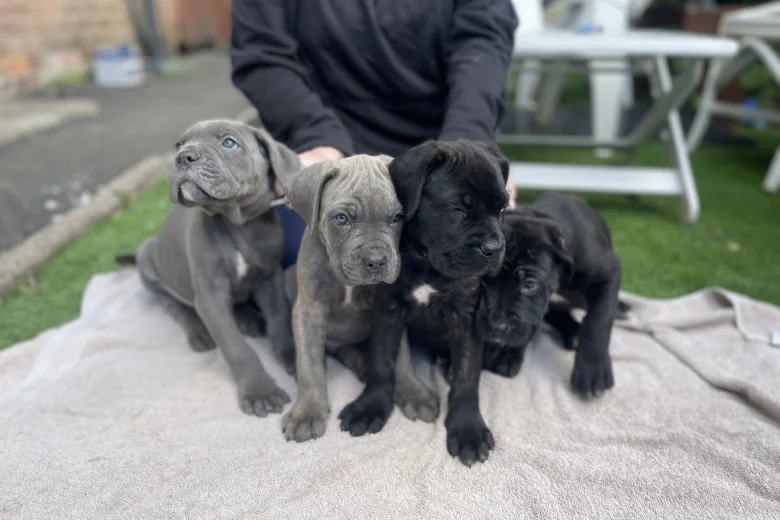 Cane Corso