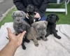 Cane Corso