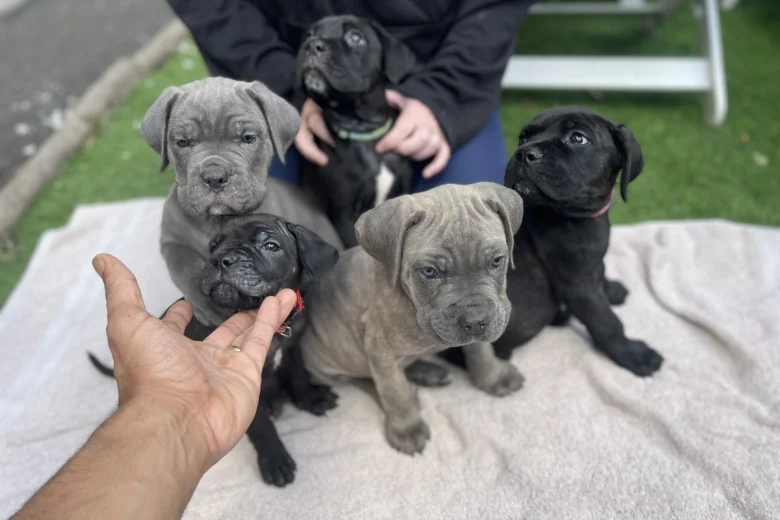Cane Corso