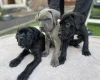 Cane Corso