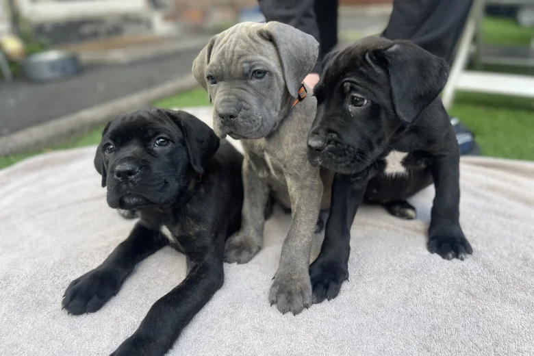 Cane Corso