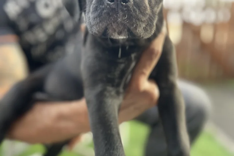 Cane Corso