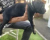Cane Corso
