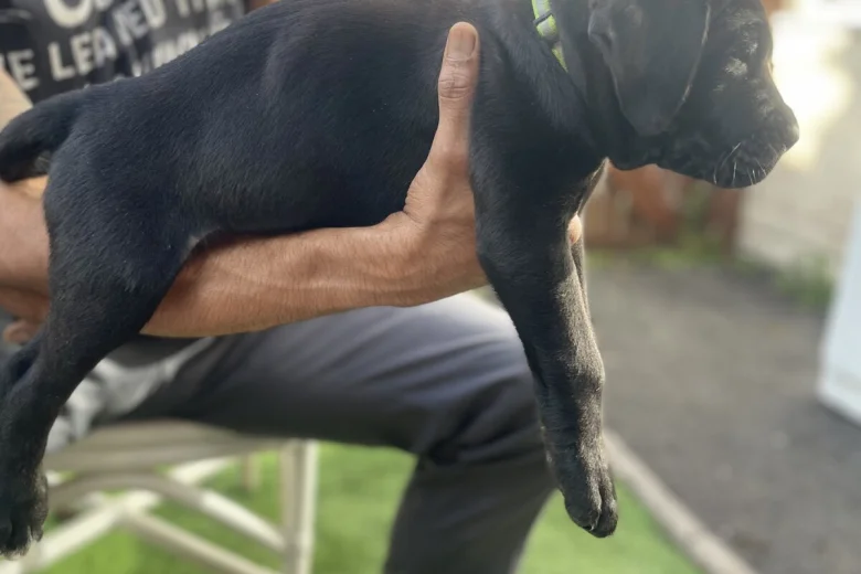 Cane Corso