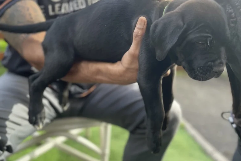 Cane Corso