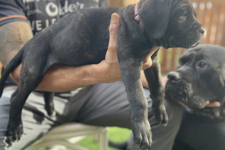 Cane Corso