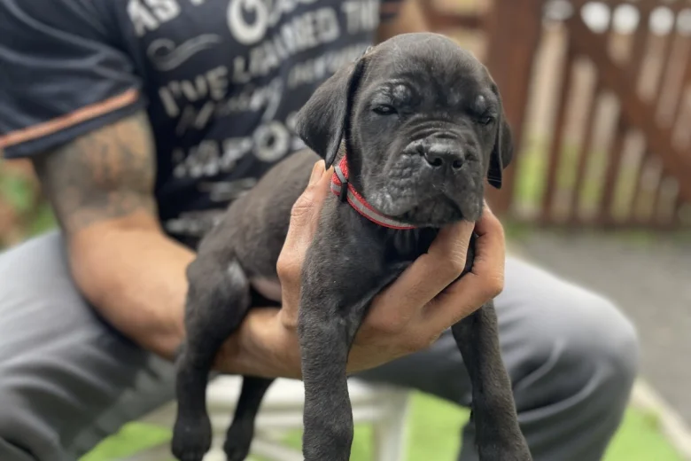 Cane Corso