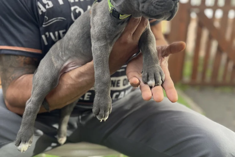 Cane Corso