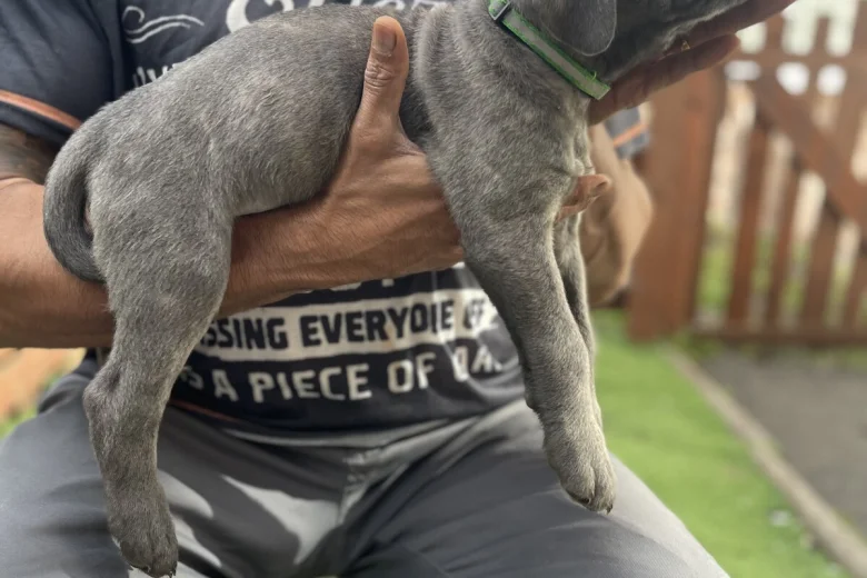 Cane Corso