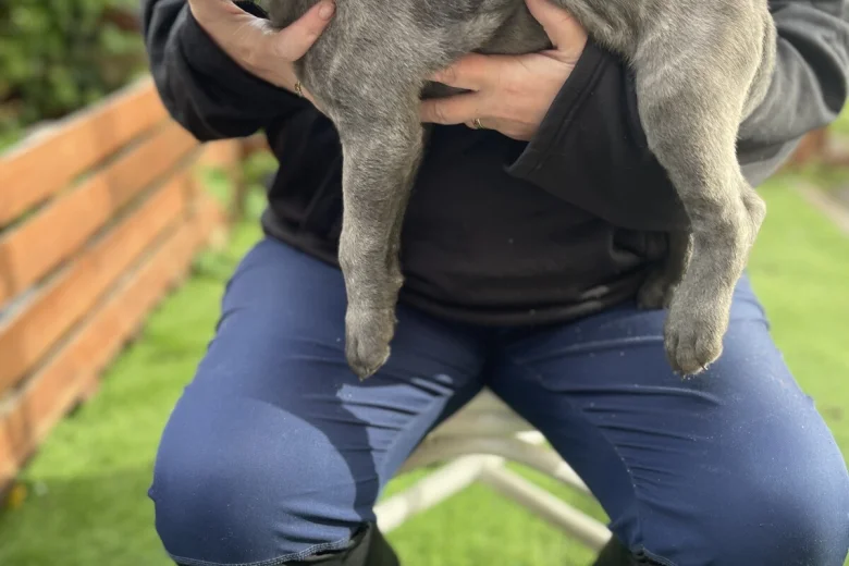 Cane Corso