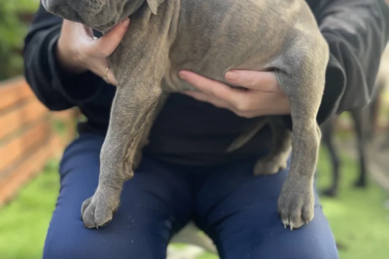Cane Corso