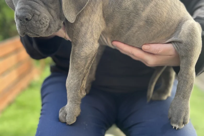 Cane Corso