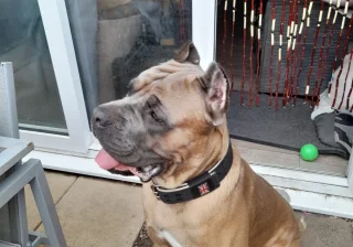 Stud