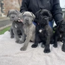 Cane Corso