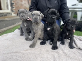 Cane Corso