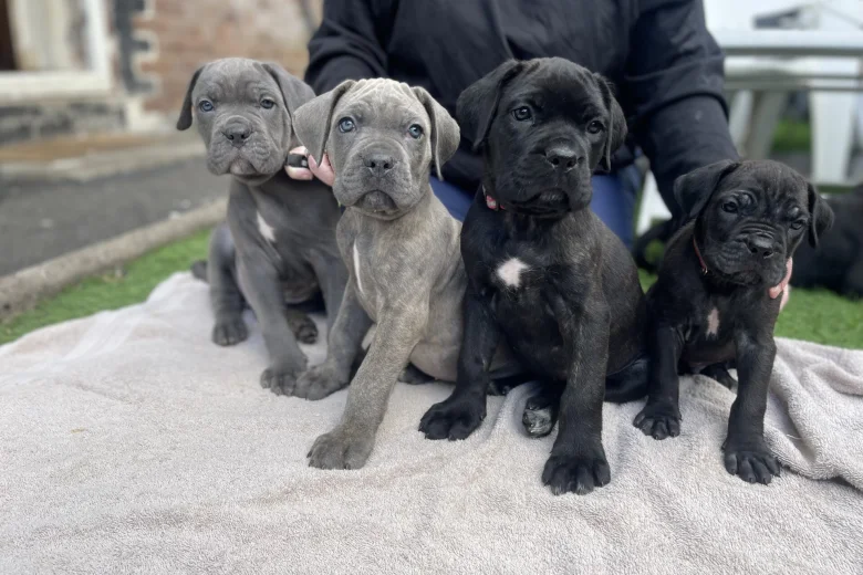 Cane Corso