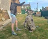 Cane Corso