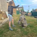 Cane Corso