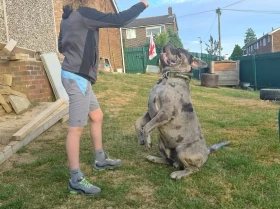 Cane Corso
